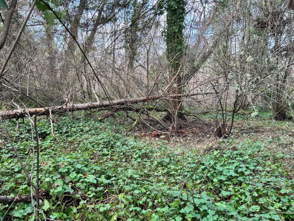 Before invasive ivy removal