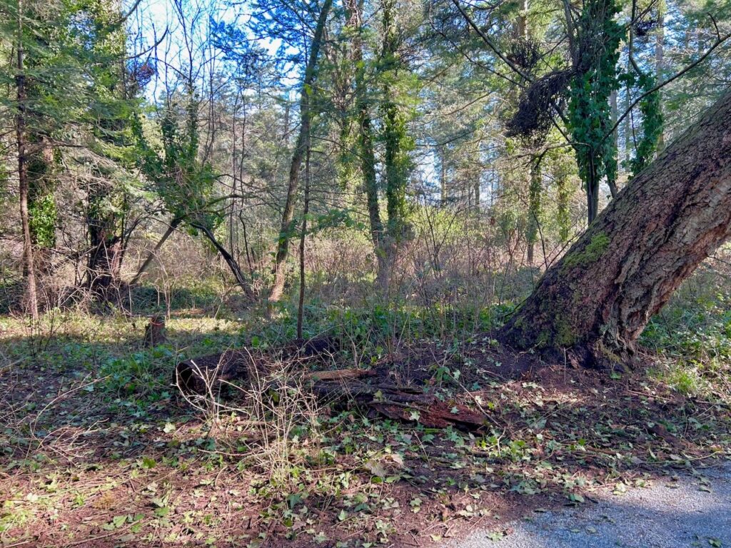 After invasive ivy removal