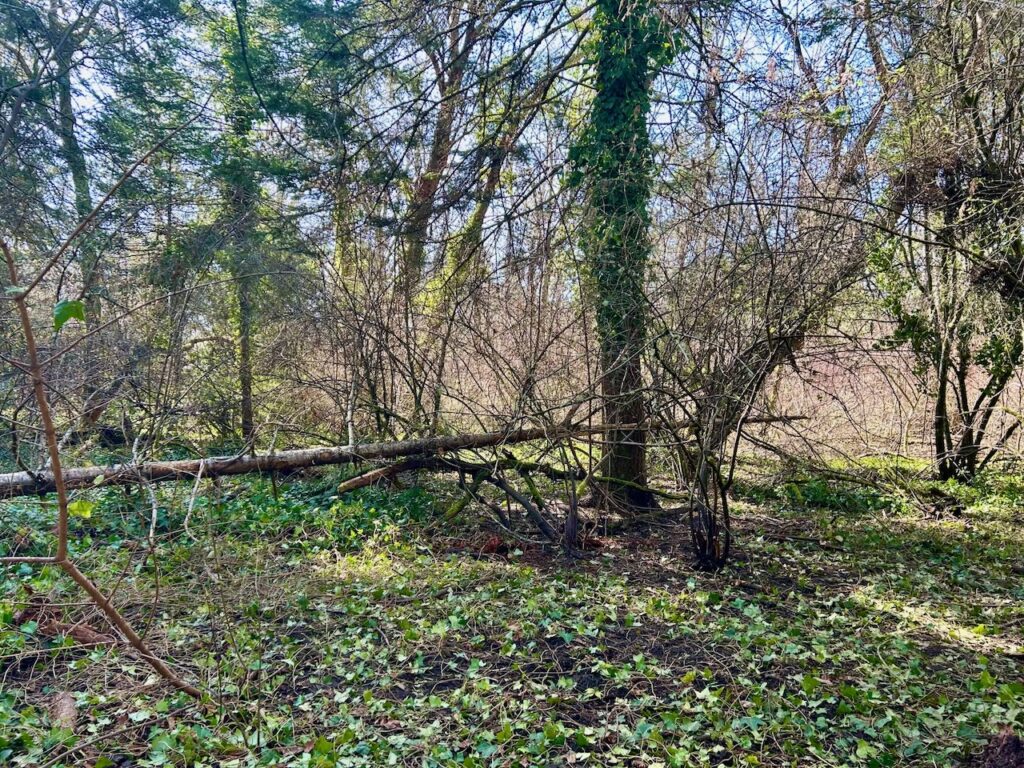 After invasive ivy removal