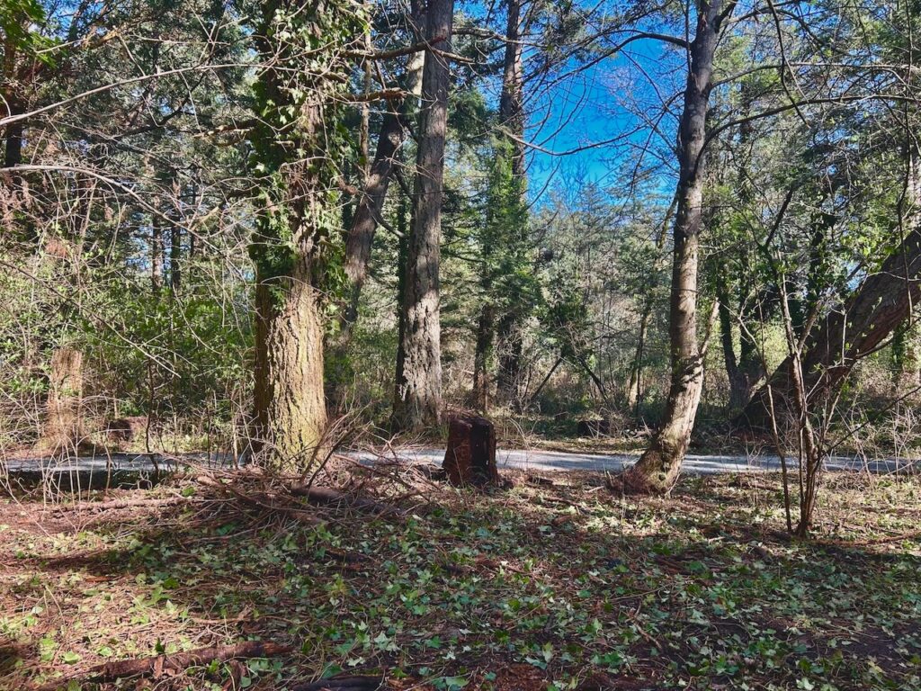 After invasive ivy removal