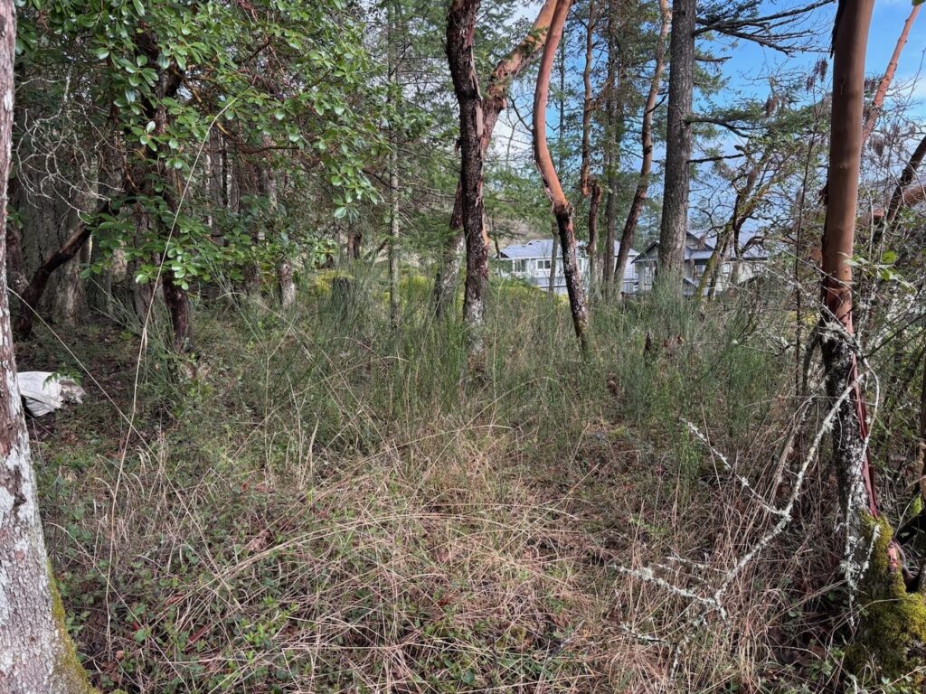 Before Scotch broom removal