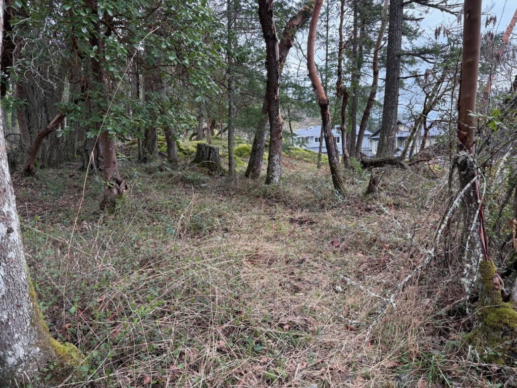 After Scotch broom removal