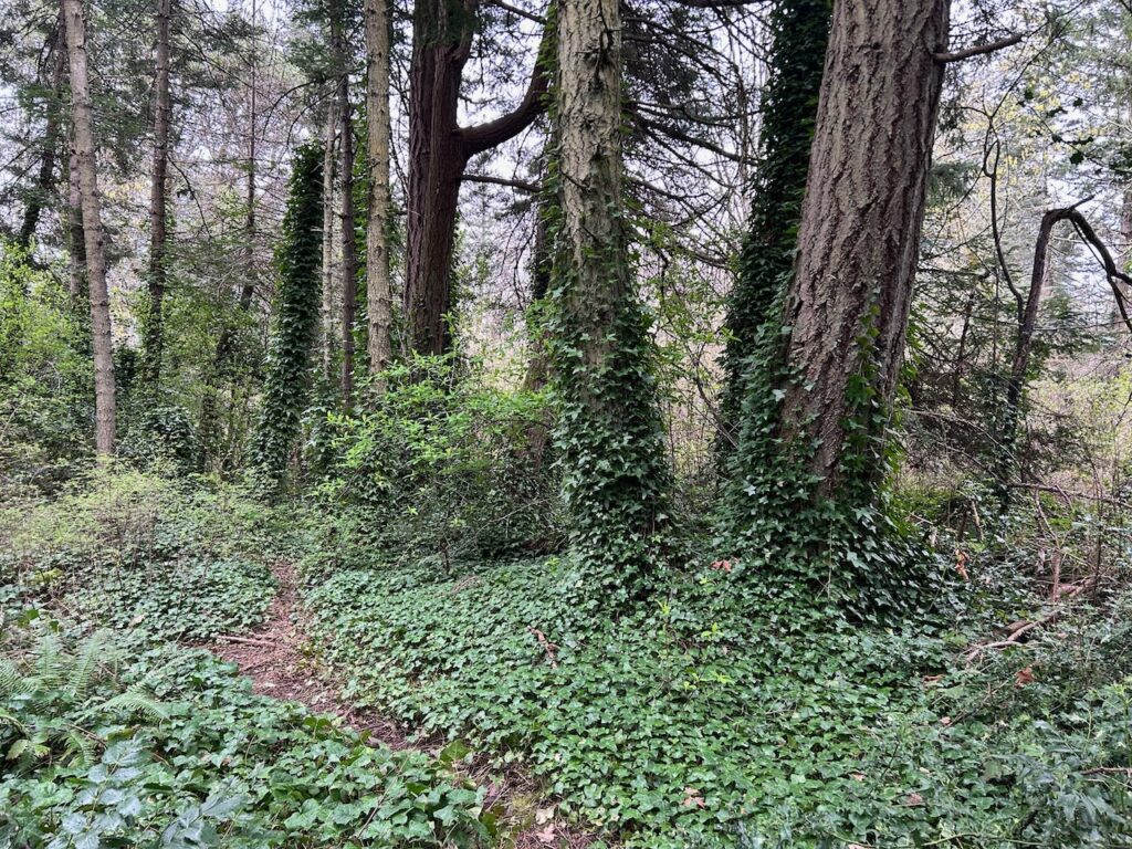 Before invasive ivy and holly removal