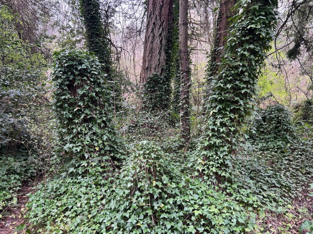 Before invasive ivy and holly removal