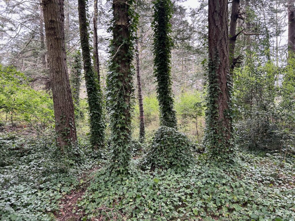 Before invasive ivy and holly removal