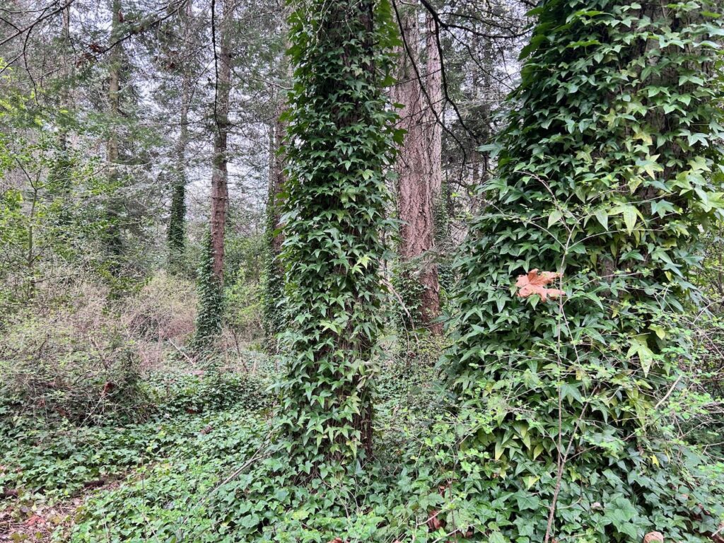 Before invasive ivy and holly removal