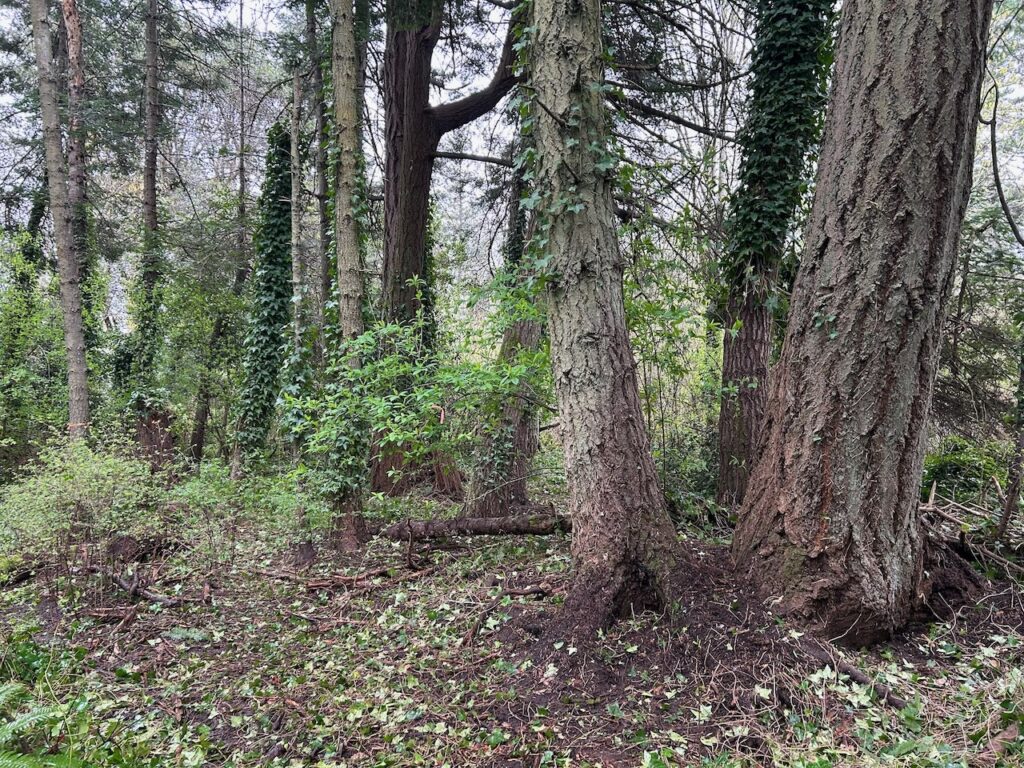 After invasive ivy and holly removal