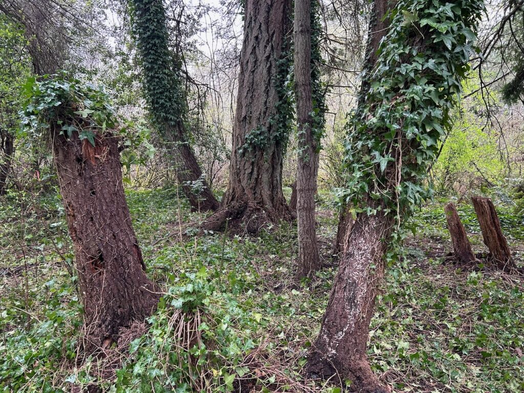 After invasive ivy and holly removal