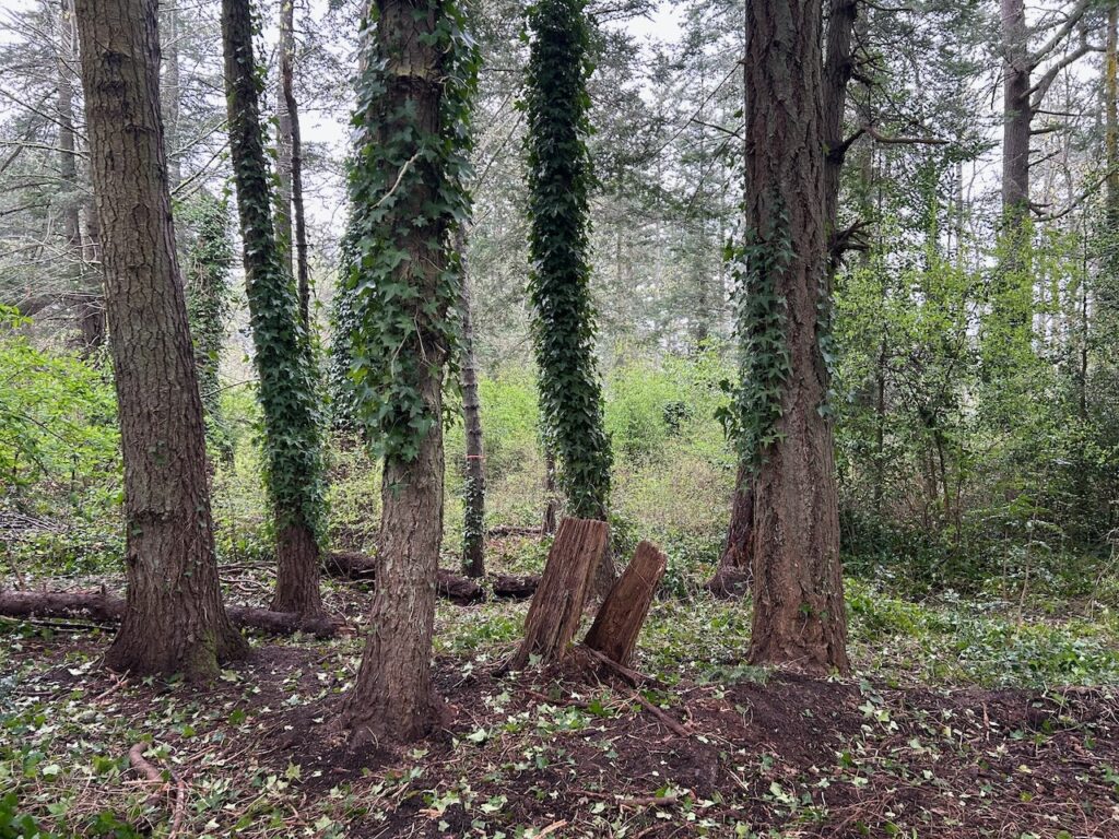 After invasive ivy and holly removal