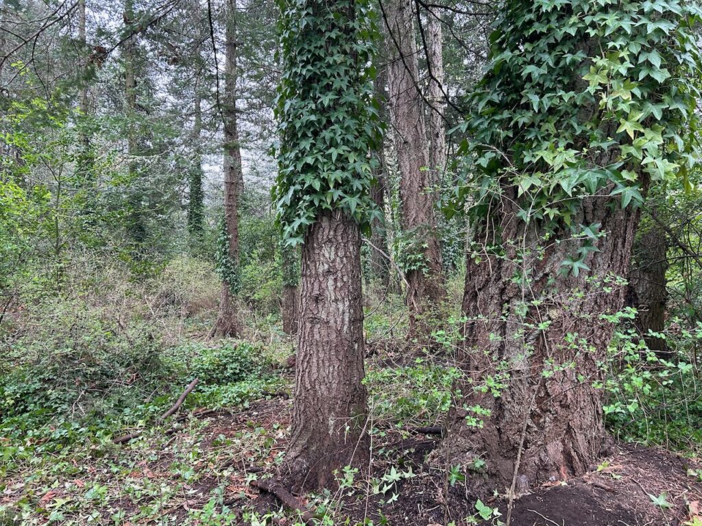 After invasive ivy and holly removal