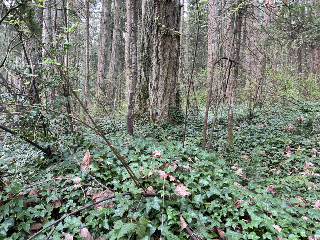 After ivy removal