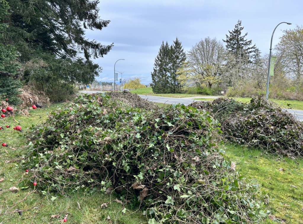 Before ivy removal