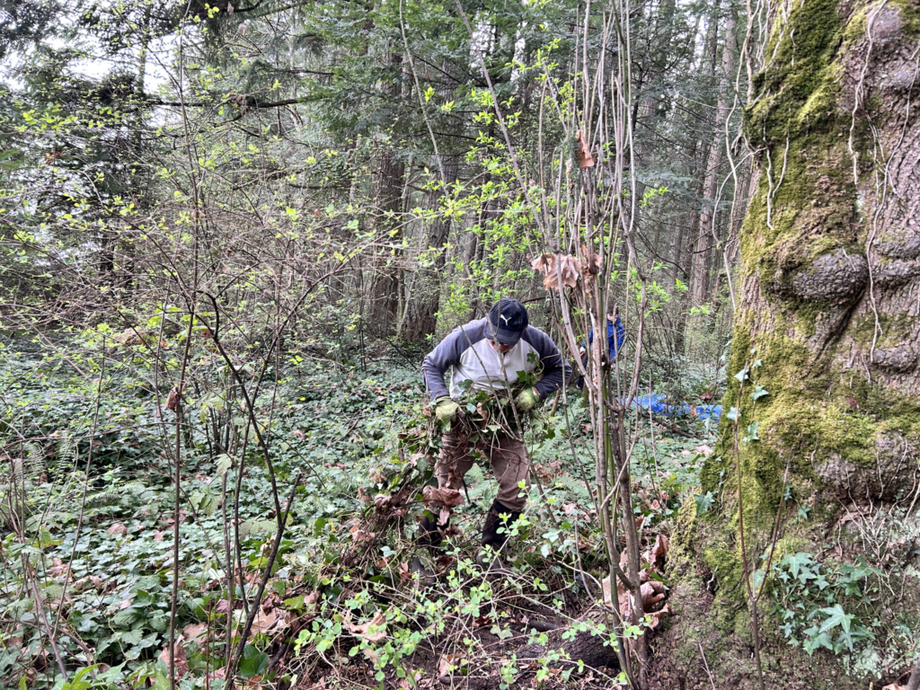 Before ivy removal