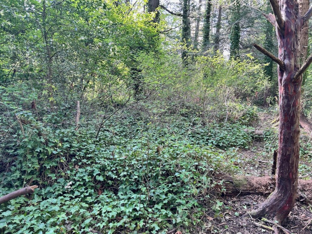 Before invasive ivy and holly removal