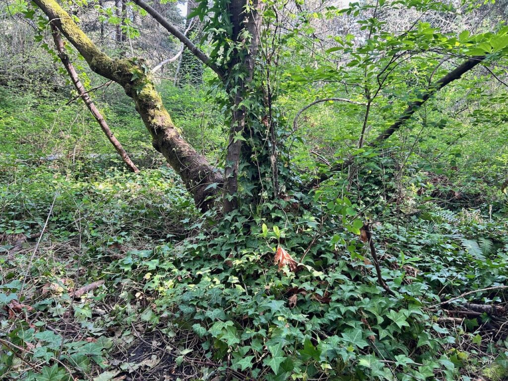 Before invasive ivy and holly removal