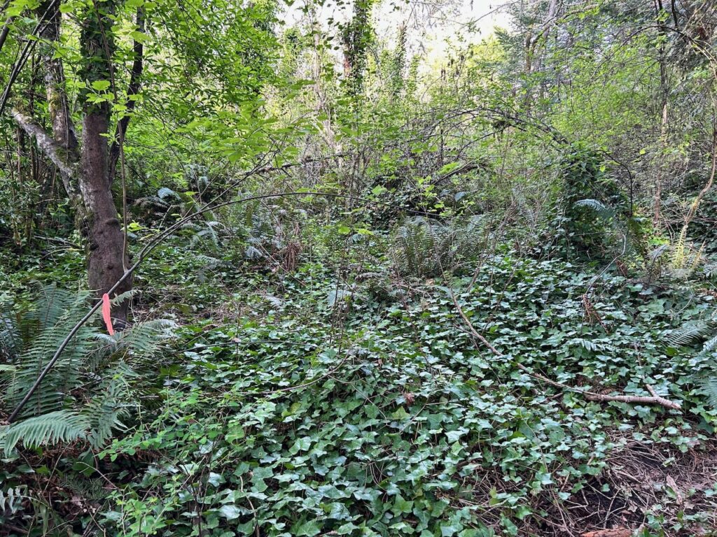 Before invasive ivy and holly removal