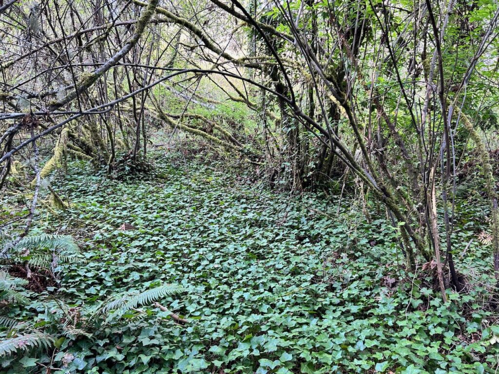 Before invasive ivy and holly removal