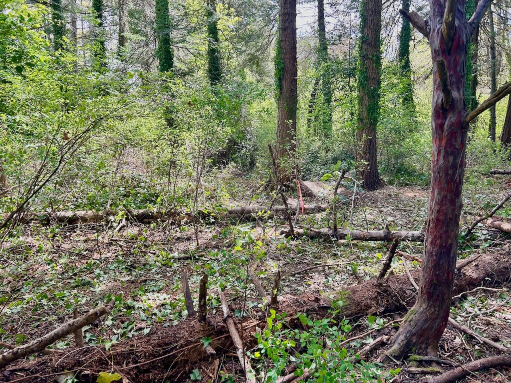 After invasive ivy and holly removal