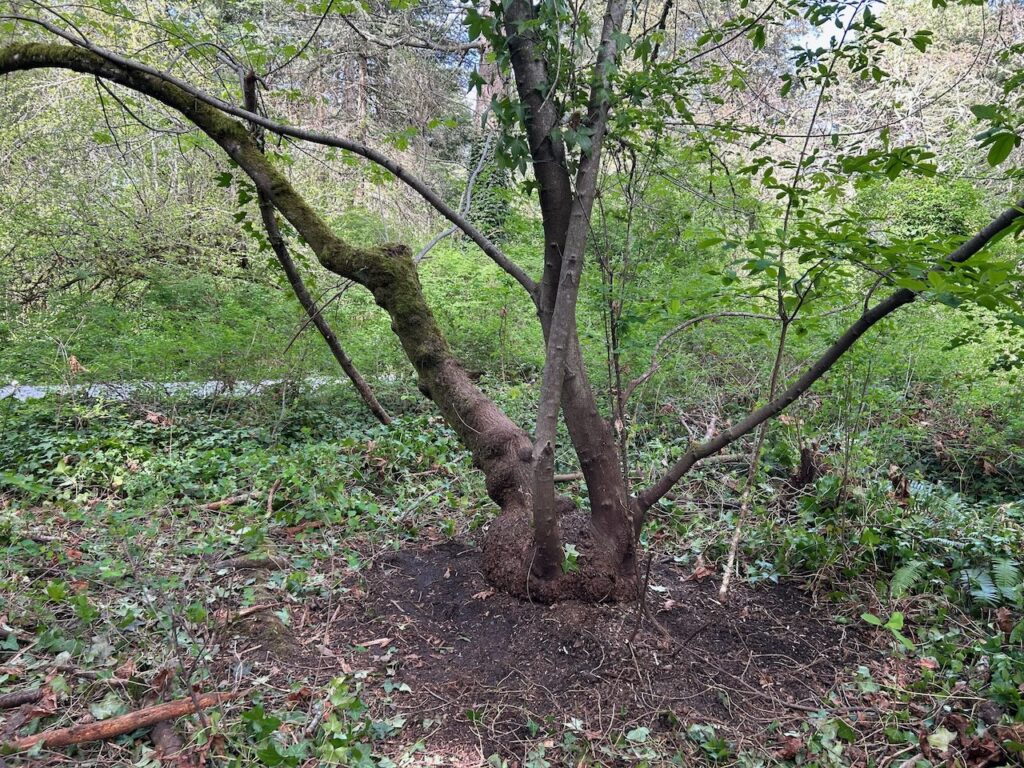 After invasive ivy and holly removal