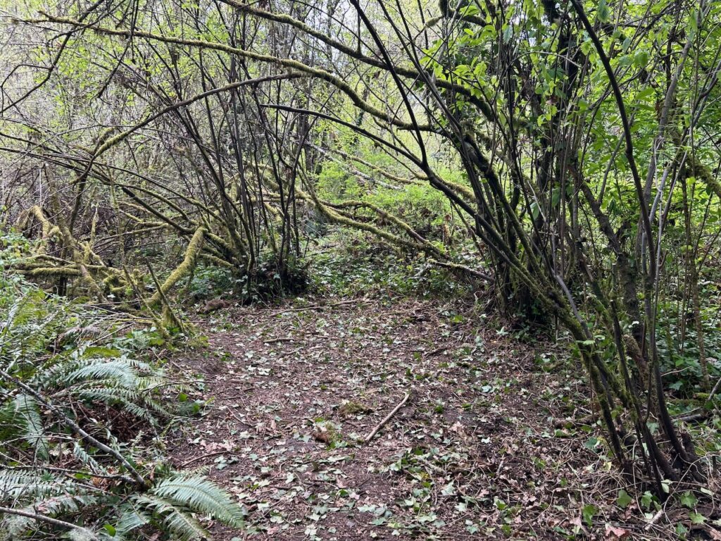 After invasive ivy and holly removal