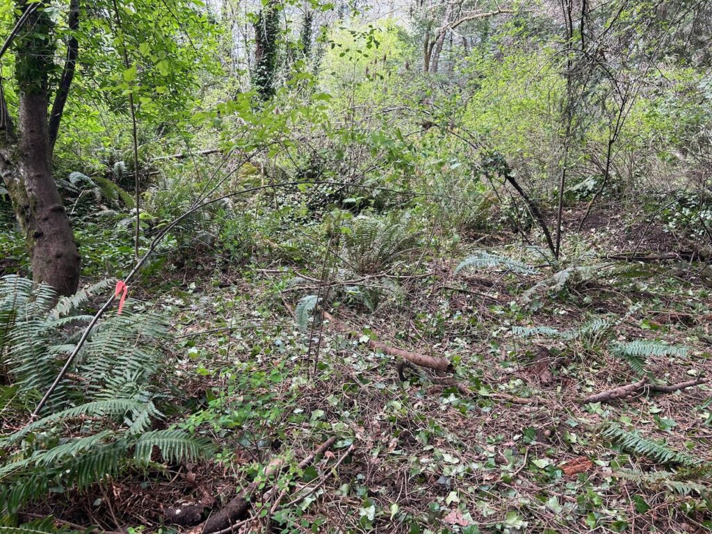 After invasive ivy and holly removal