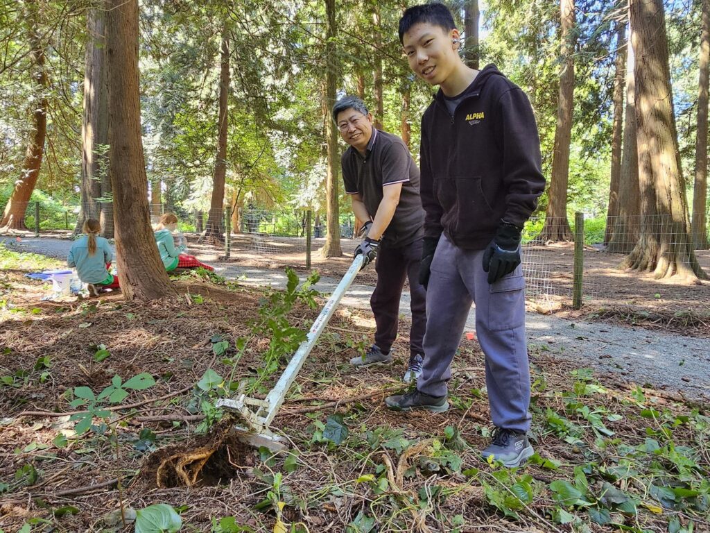Father & Son Jason & Kevin spent time together and removed this English holly root, the key to preventing regrowth