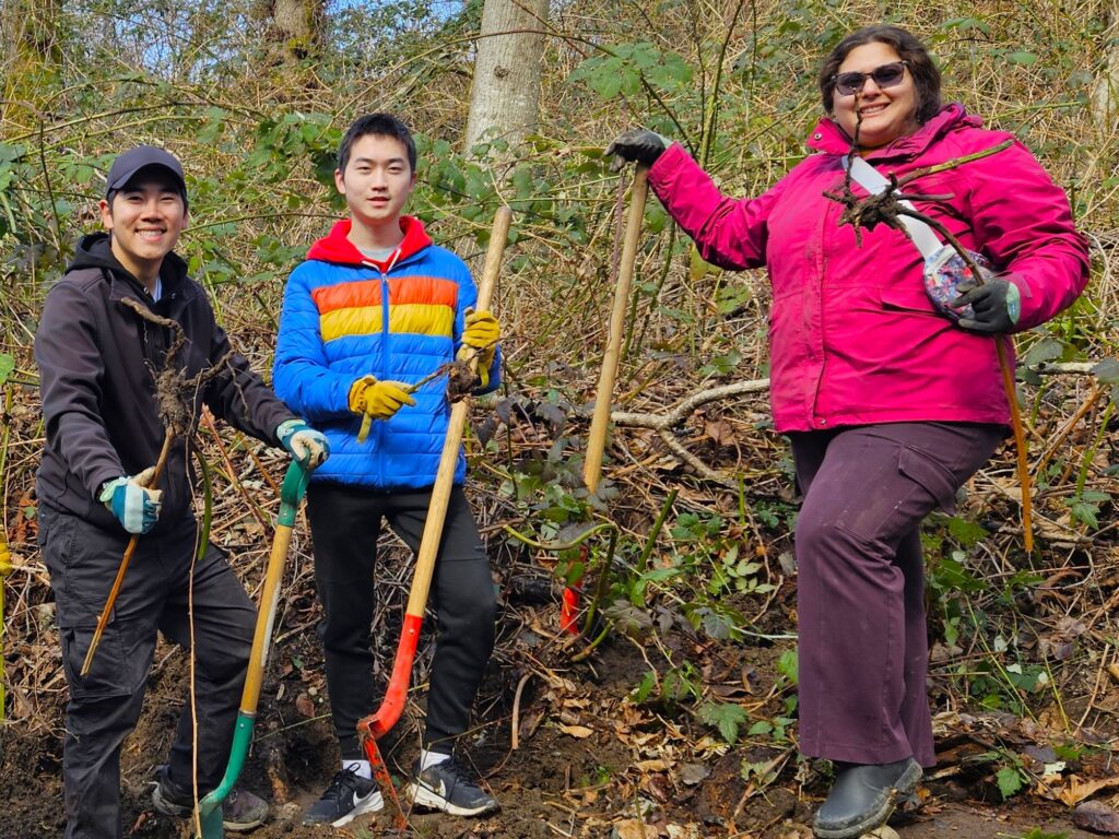 Removing these root crowns are key to preventing re-growth of the invasive blackberry