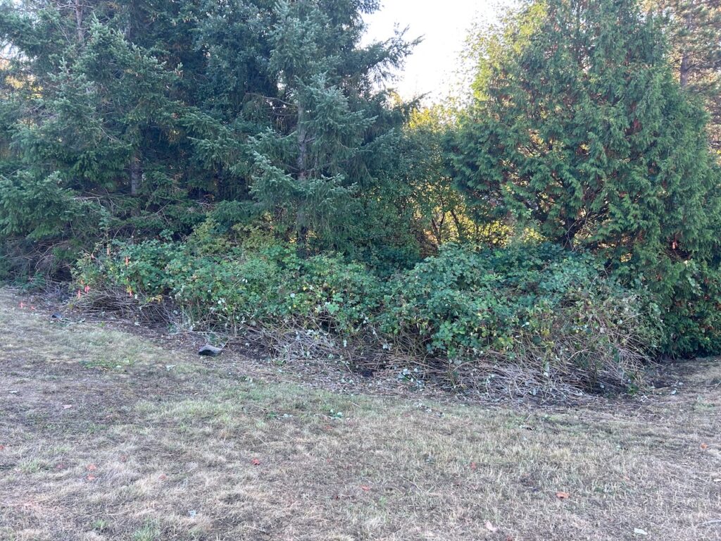 3.0 before